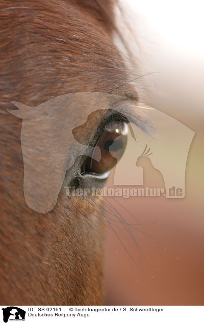 Deutsches Reitpony Auge / pony eye / SS-02161