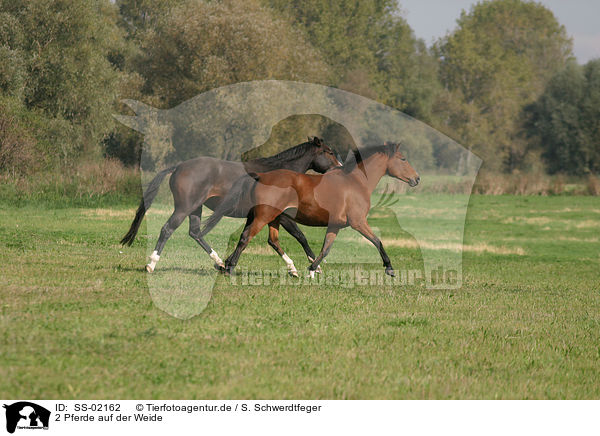 2 Pferde auf der Weide / 2 horses in the meadow / SS-02162