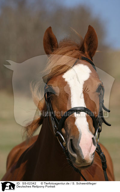 Deutsches Reitpony Portrait / portrait of a pony / SS-02342