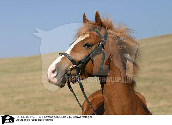 Deutsches Reitpony Portrait / portrait of a pony / SS-02343