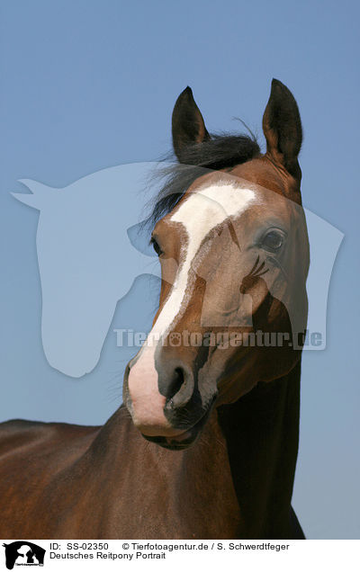 Deutsches Reitpony Portrait / portrait of a pony / SS-02350