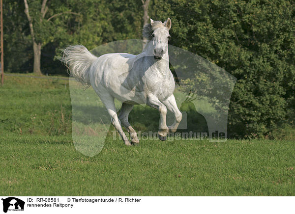 rennendes Reitpony / running horse / RR-06581