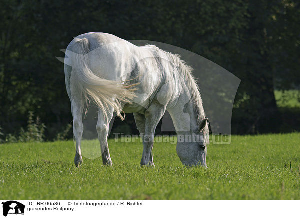 grasendes Reitpony / grazing horse / RR-06586