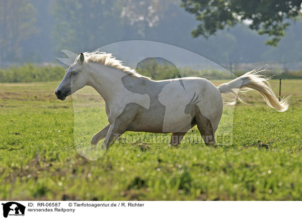 rennendes Reitpony / running horse / RR-06587