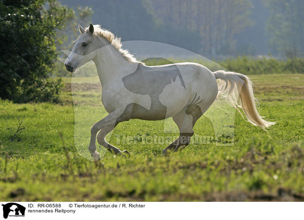 rennendes Reitpony / running horse / RR-06588