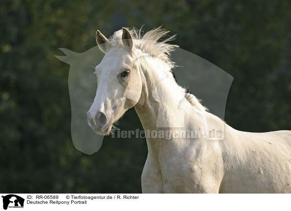 Deutsche Reitpony Portrait / horsehead / RR-06589