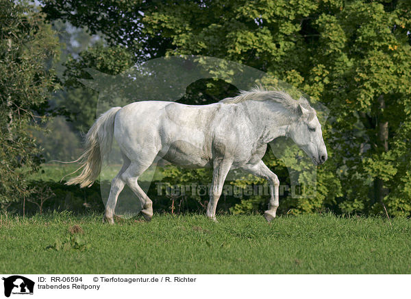 trabendes Reitpony / trotting horse / RR-06594