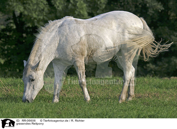 grasendes Reitpony / grazing horse / RR-06606