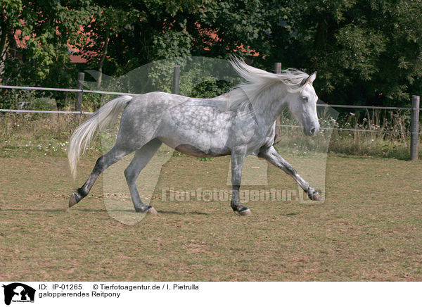 galoppierendes Reitpony / galoping horse / IP-01265