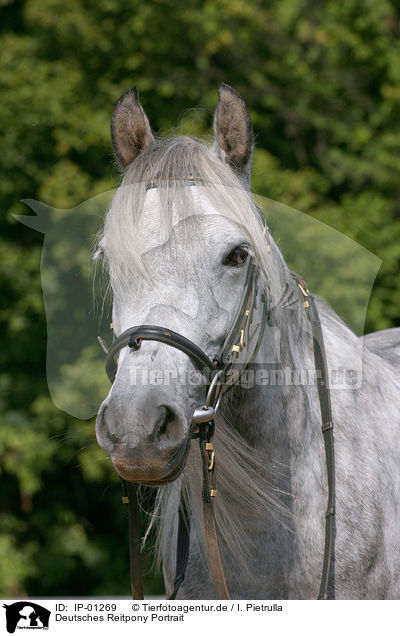 Deutsches Reitpony Portrait / horse head / IP-01269