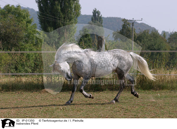 trabendes Pferd / IP-01350