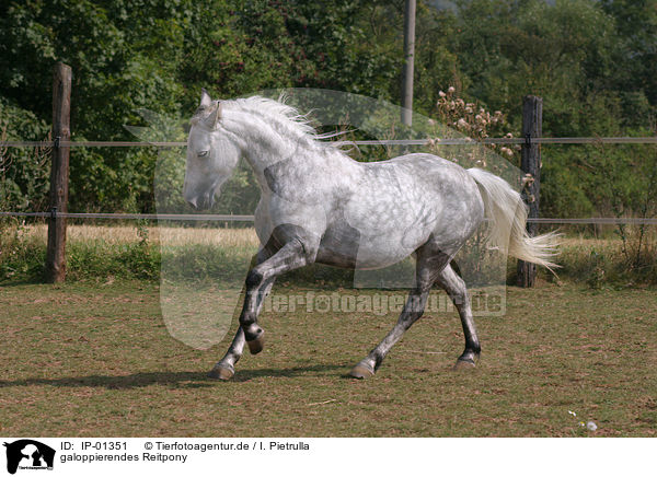 galoppierendes Reitpony / galoping horse / IP-01351