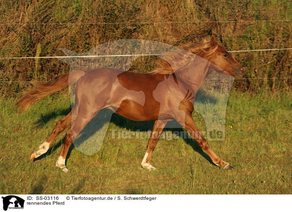rennendes Pferd / SS-03116