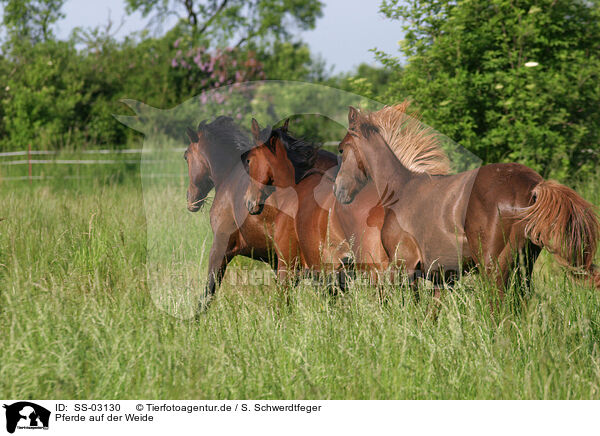 Pferde auf der Weide / SS-03130