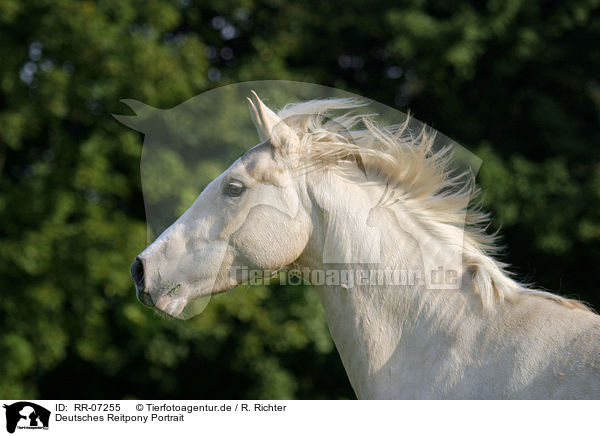 Deutsches Reitpony Portrait / Horse Portrait / RR-07255