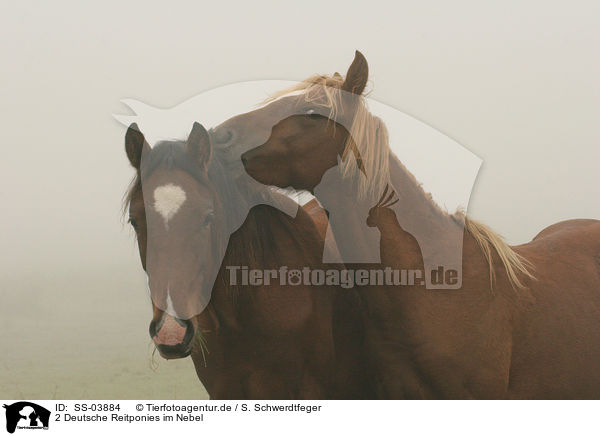 2 Deutsche Reitponies im Nebel / 2 ponies in a mist / SS-03884