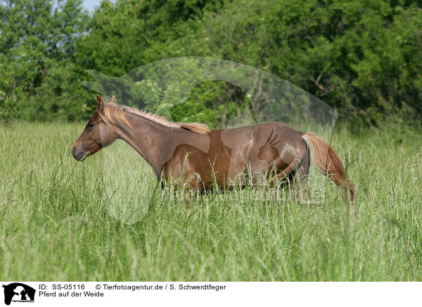 Pferd auf der Weide / SS-05116
