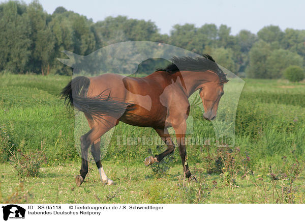 trabendes Deutsches Reitpony / trotting pony / SS-05118