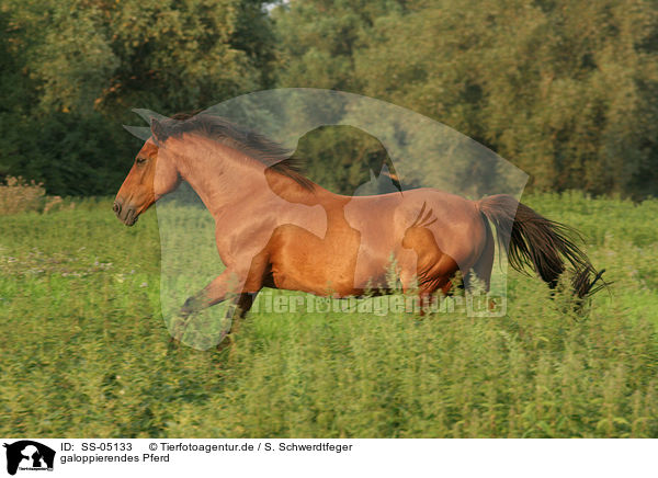 galoppierendes Pferd / SS-05133