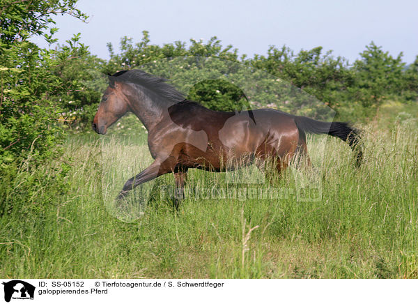 galoppierendes Pferd / SS-05152