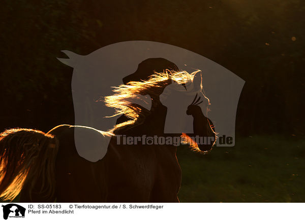 Pferd im Abendlicht / SS-05183