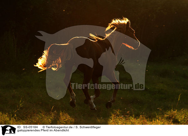 galoppierendes Pferd im Abendlicht / SS-05184