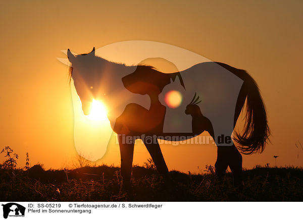 Pferd im Sonnenuntergang / SS-05219
