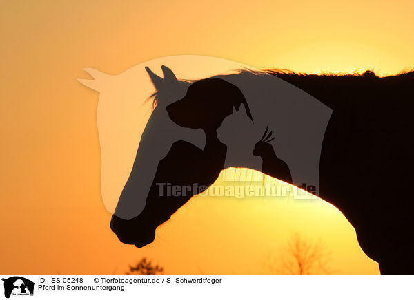 Pferd im Sonnenuntergang / SS-05248