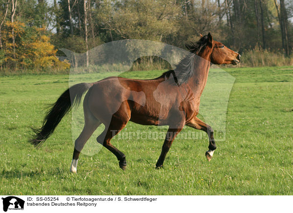 trabendes Deutsches Reitpony / trotting pony / SS-05254