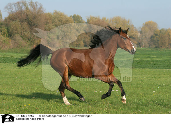 galoppierendes Pferd / SS-05257