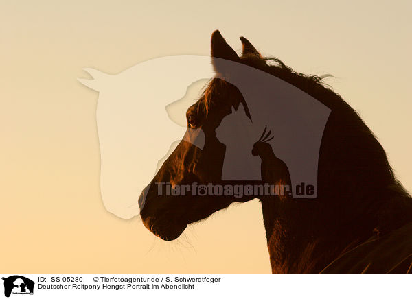 Deutscher Reitpony Hengst Portrait im Abendlicht / pony stallion portrait in sunset light / SS-05280