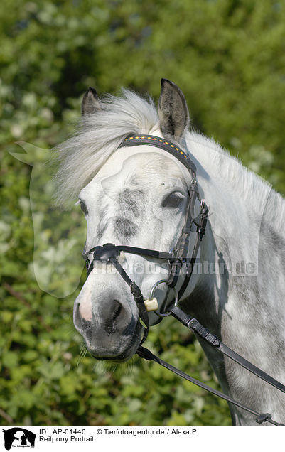 Reitpony Portrait / white horse / AP-01440