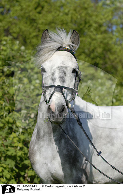 Reitpony Portrait / white horse / AP-01441
