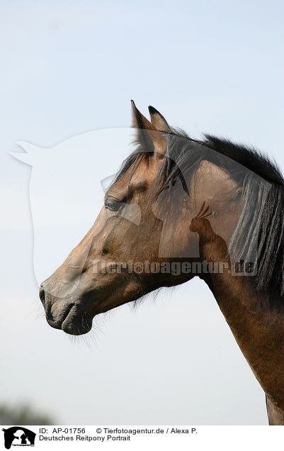 Deutsches Reitpony Portrait / horse portrait / AP-01756