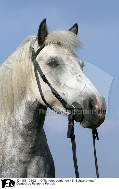 Deutsches Reitpony Portrait / Pony Portrait / SS-12362