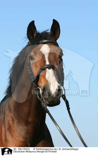 Deutscher Reitpony Hengst im Portrait / Pony stallion portrait / SS-15433