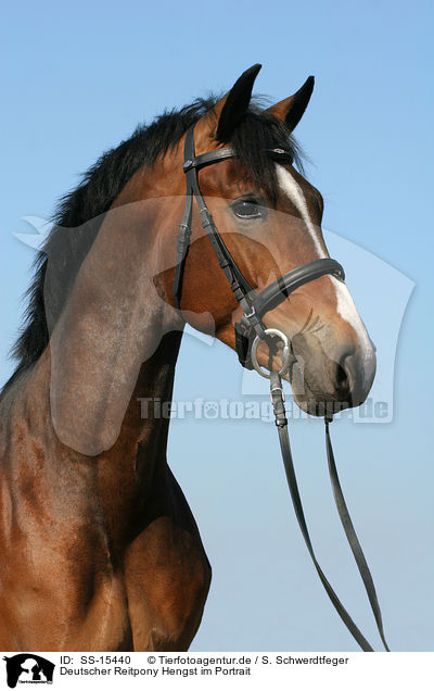 Deutscher Reitpony Hengst im Portrait / Pony stallion portrait / SS-15440