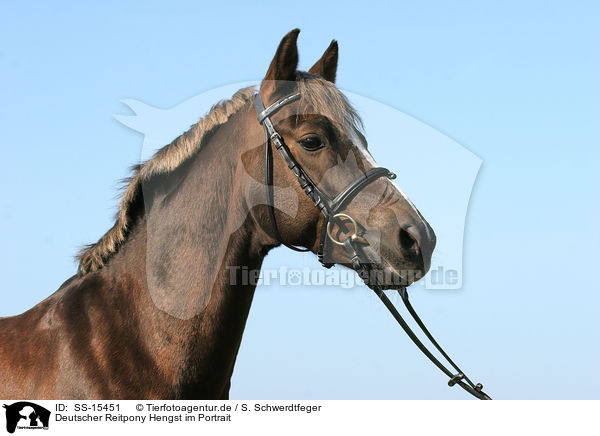 Deutscher Reitpony Hengst im Portrait / Pony stallion portrait / SS-15451