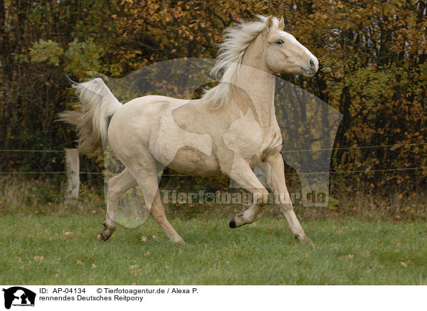 rennendes Deutsches Reitpony / running horse / AP-04134