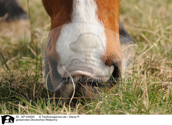 grasendes Deutsches Reitpony / grazing horse / AP-04894