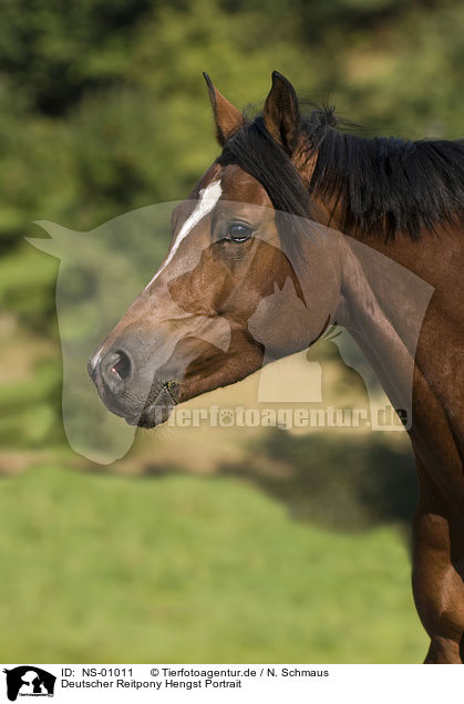 Deutscher Reitpony Hengst Portrait / pony stallion portrait / NS-01011