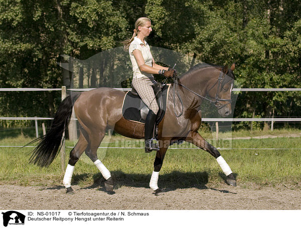 Deutscher Reitpony Hengst unter Reiterin / pony stallion under saddle / NS-01017