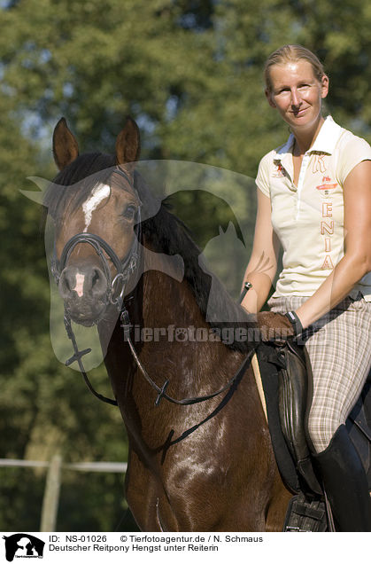 Deutscher Reitpony Hengst unter Reiterin / pony stallion under saddle / NS-01026