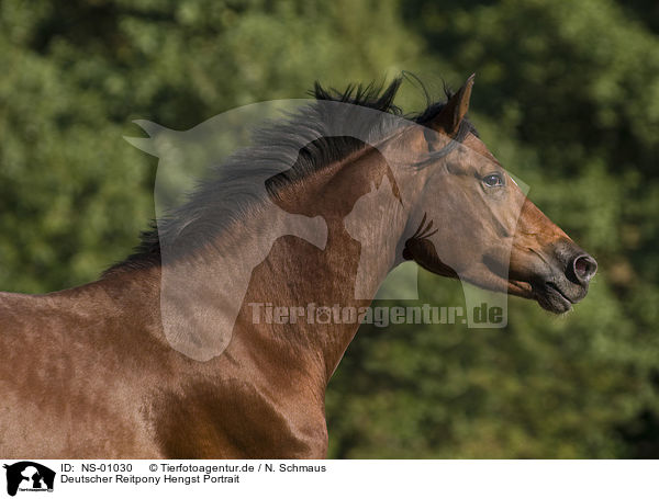 Deutscher Reitpony Hengst Portrait / pony stallion portrait / NS-01030