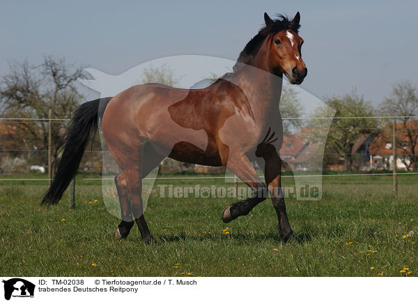 trabendes Deutsches Reitpony / trotting pony / TM-02038