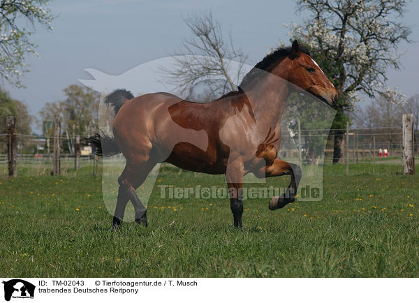 trabendes Deutsches Reitpony / trotting pony / TM-02043