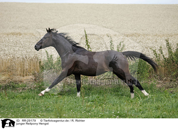 junger Reitpony Hengst / young stallion / RR-29179