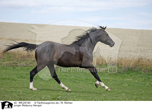 junger Reitpony Hengst / young stallion / RR-29180