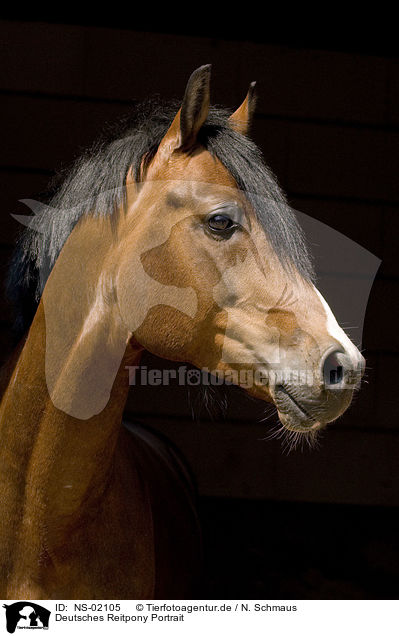 Deutsches Reitpony Portrait / pony portrait / NS-02105