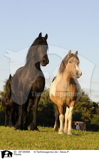 Pferde / horses / AP-06566